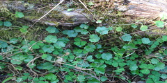 Hydrocotyle sibthorpioides